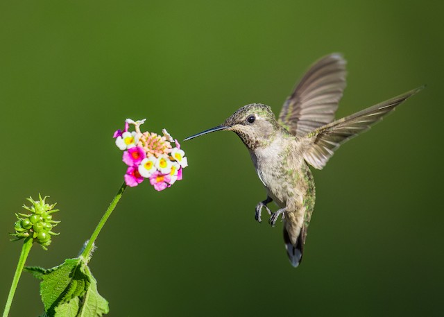 Anna's Hummingbird