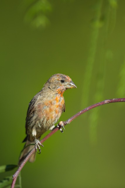 House Finch