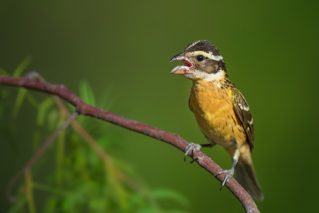 Black-headed Grosbeak