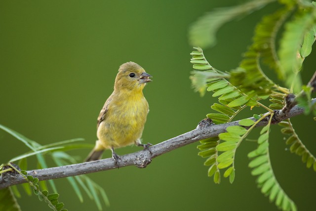 Lesser Goldfinch