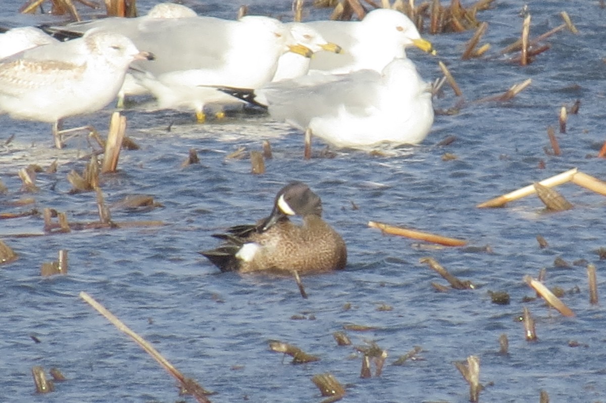 Blue-winged Teal - ML88456141