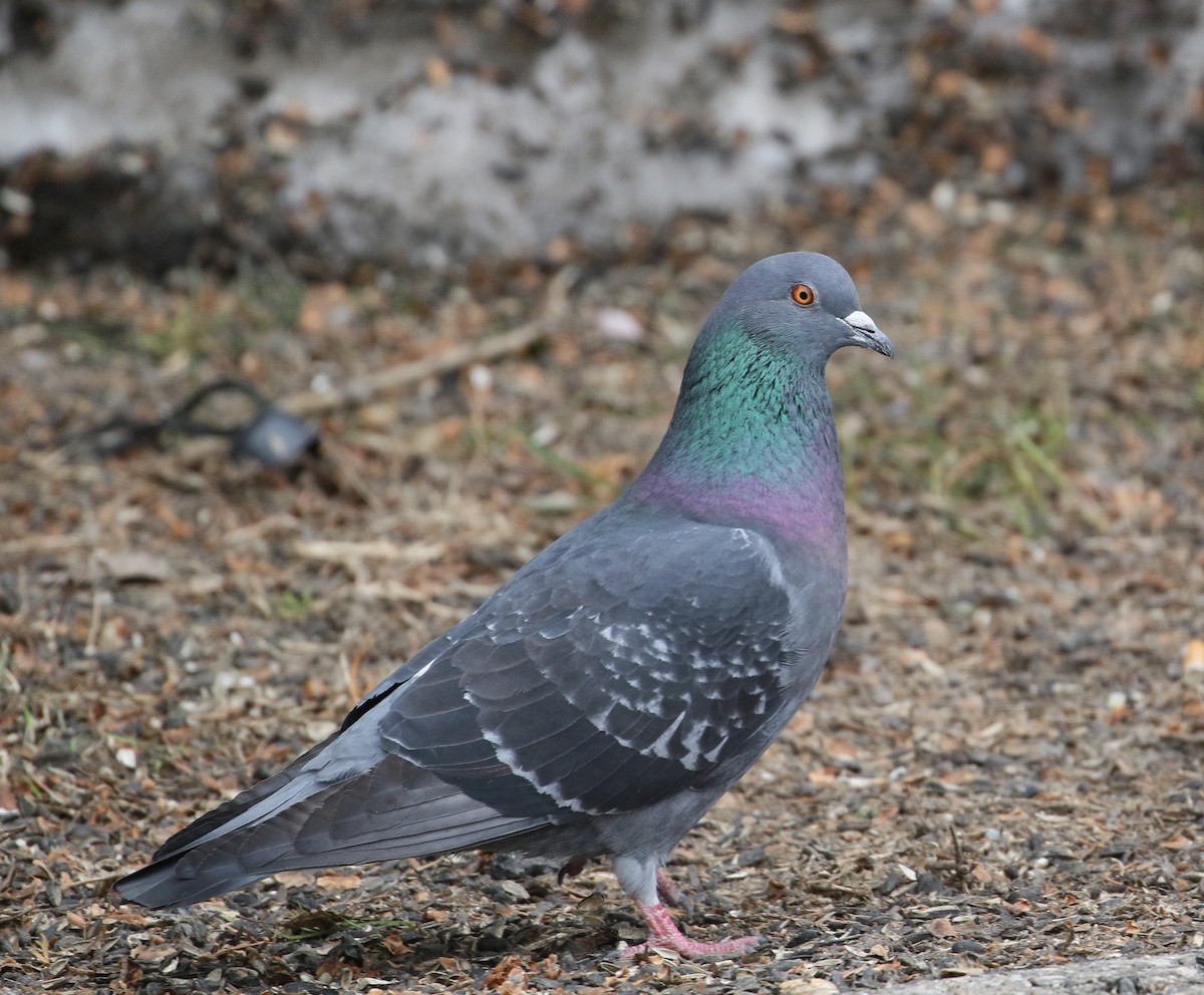 Rock Pigeon (Feral Pigeon) - ML88457981