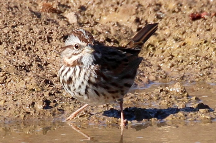 Song Sparrow (montana/merrilli) - ML88459691