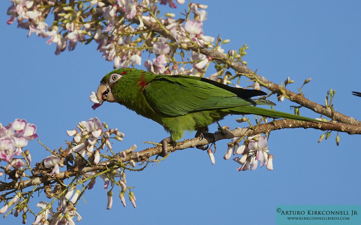 Cuban Parakeet - Arturo Kirkconnell Jr