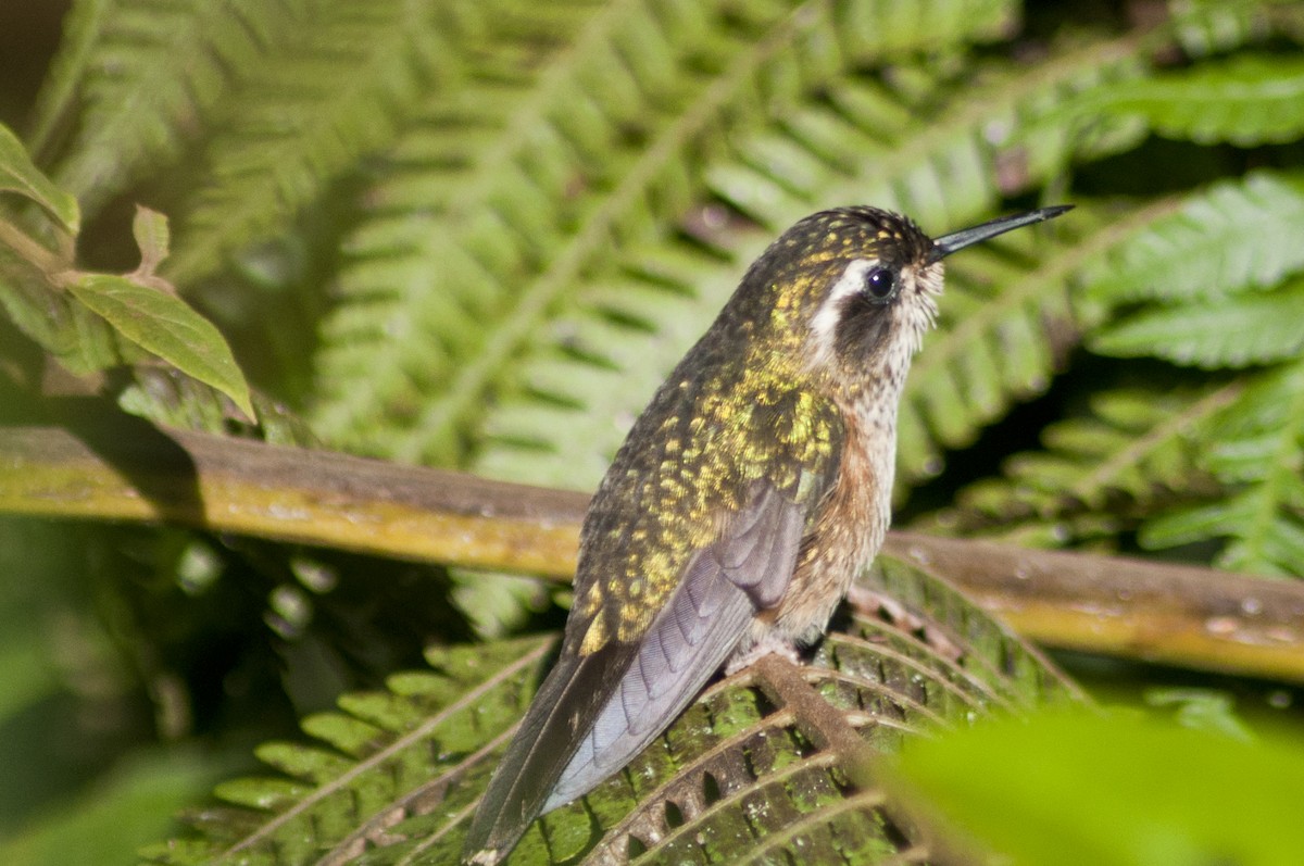 Speckled Hummingbird - Carlos Torrente