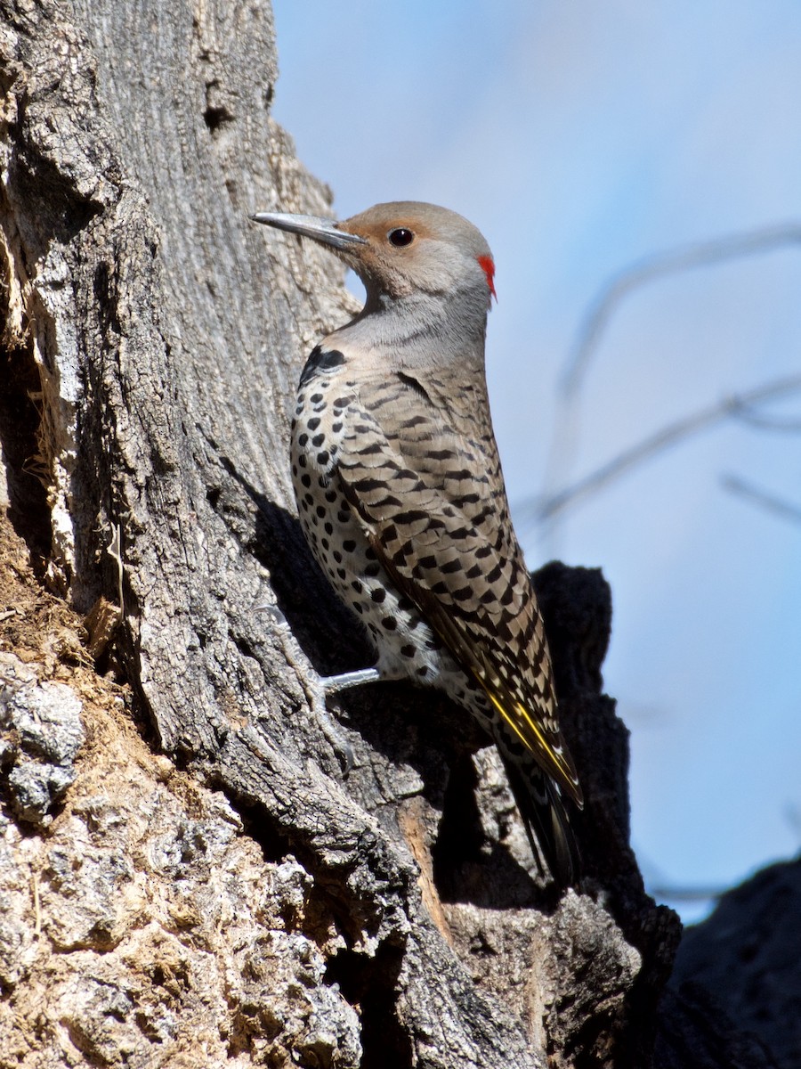 Northern Flicker (Yellow-shafted x Red-shafted) - Mike Schijf