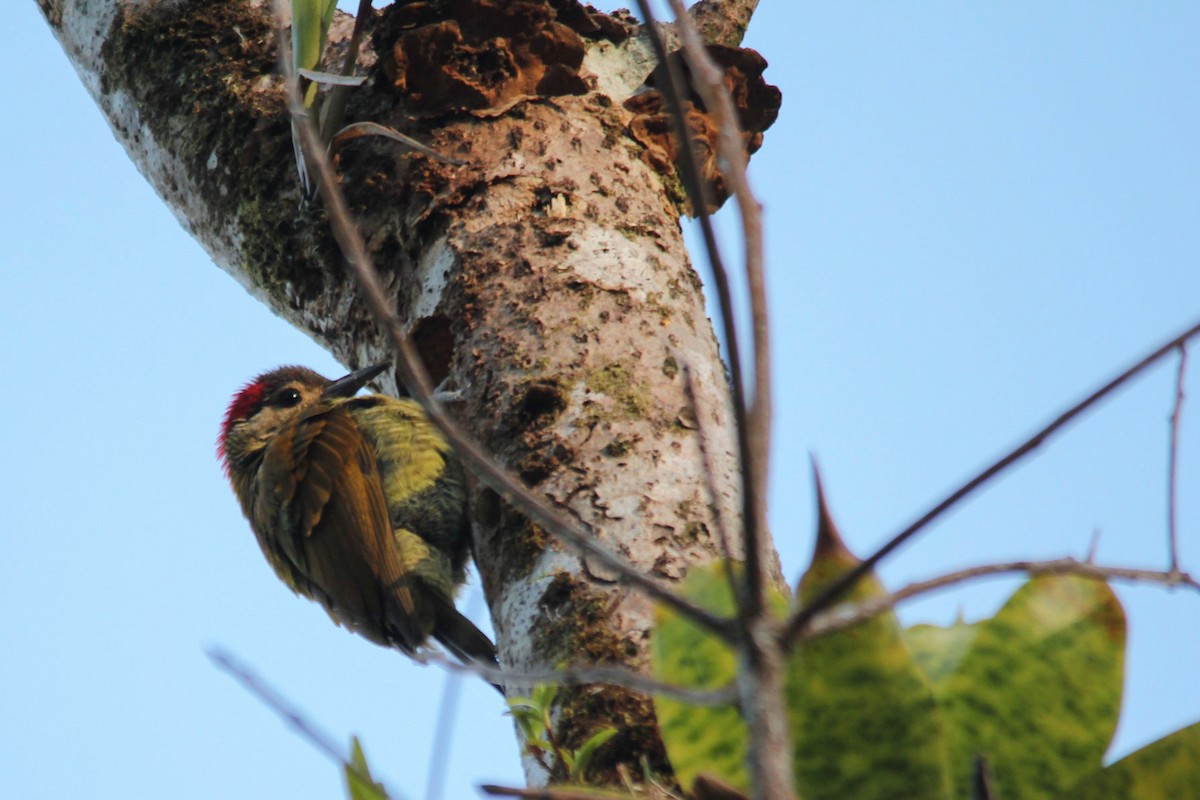 Golden-olive Woodpecker - ML88461181