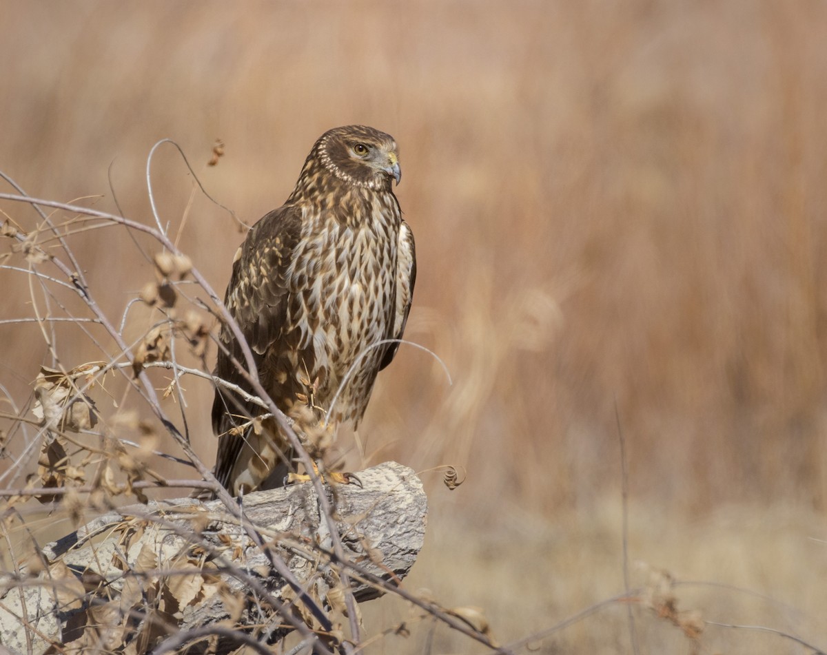 Northern Harrier - Mouser Williams