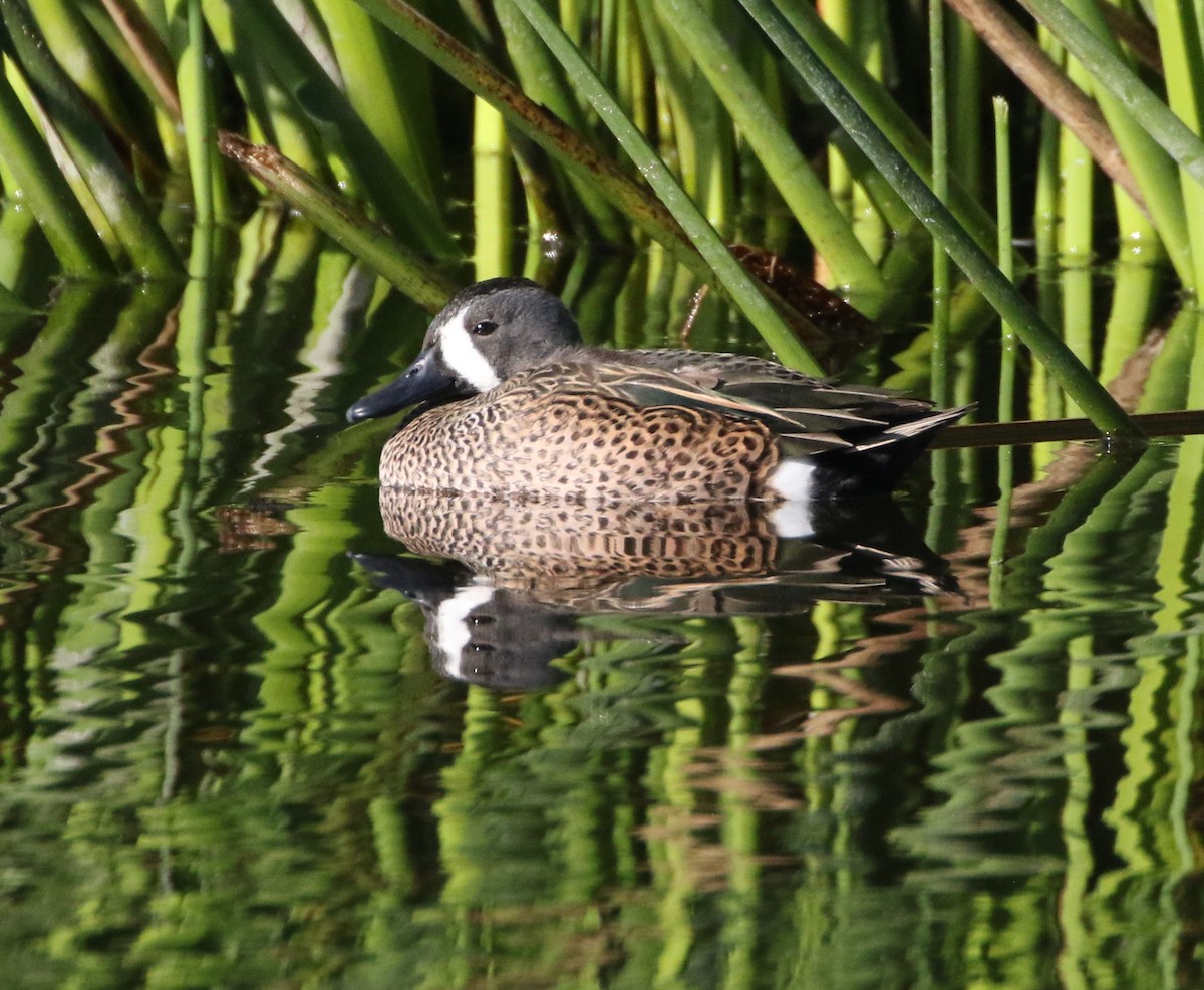 Blue-winged Teal - ML88462781
