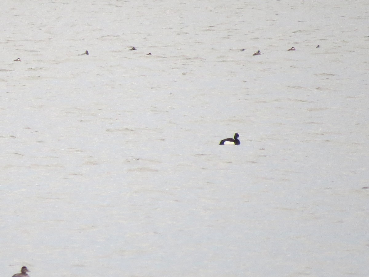 Tufted Duck - ML88464981