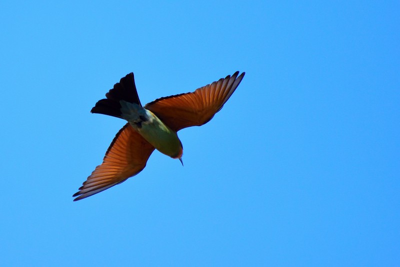 Rainbow Bee-eater - Anthony Katon