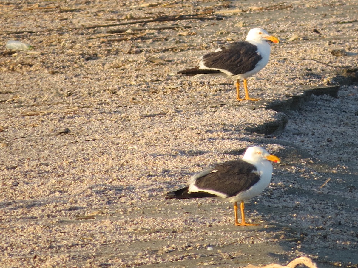 Yellow-footed Gull - ML88466341
