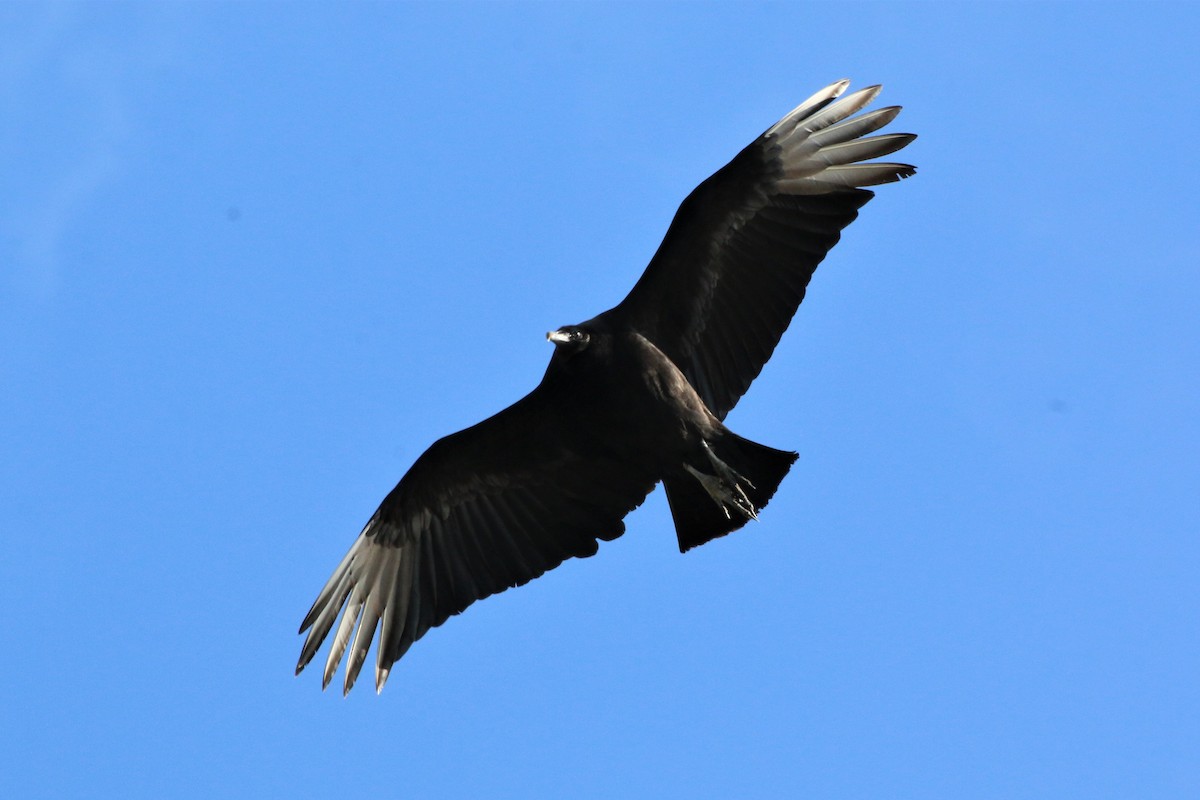 Black Vulture - ML88466651