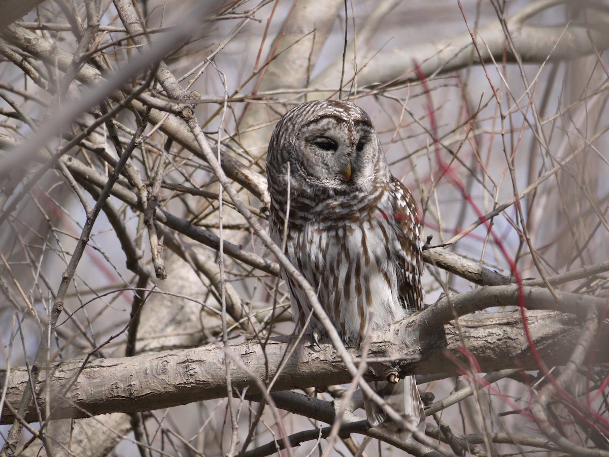Barred Owl - William Johnston