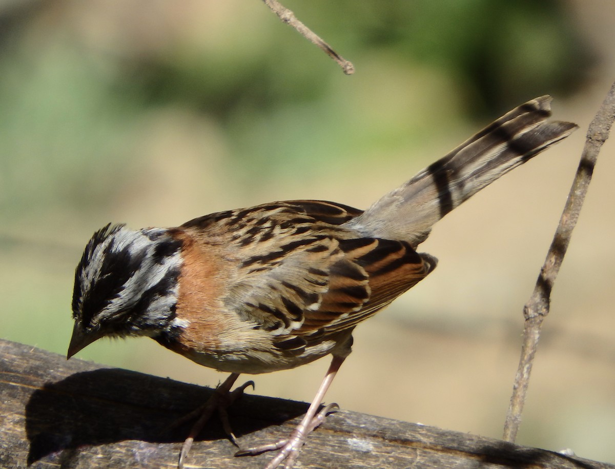 Rufous-collared Sparrow - ML88467341