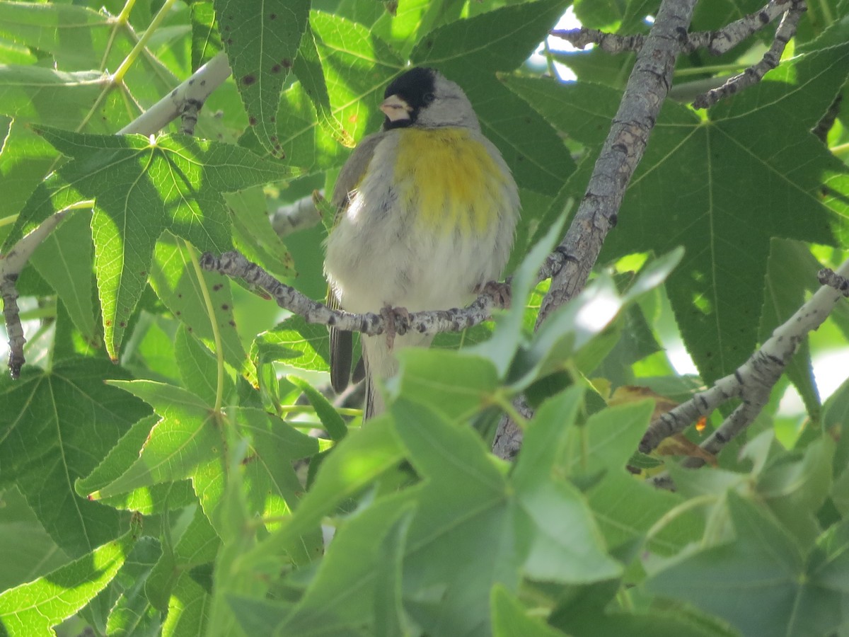 Lawrence's Goldfinch - ML88467671