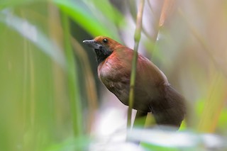 - Rondonia Bushbird