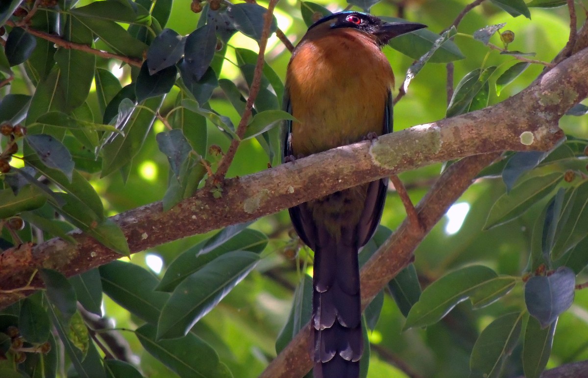 Lesson's Motmot - Pablo Chumil Birding Guatemala
