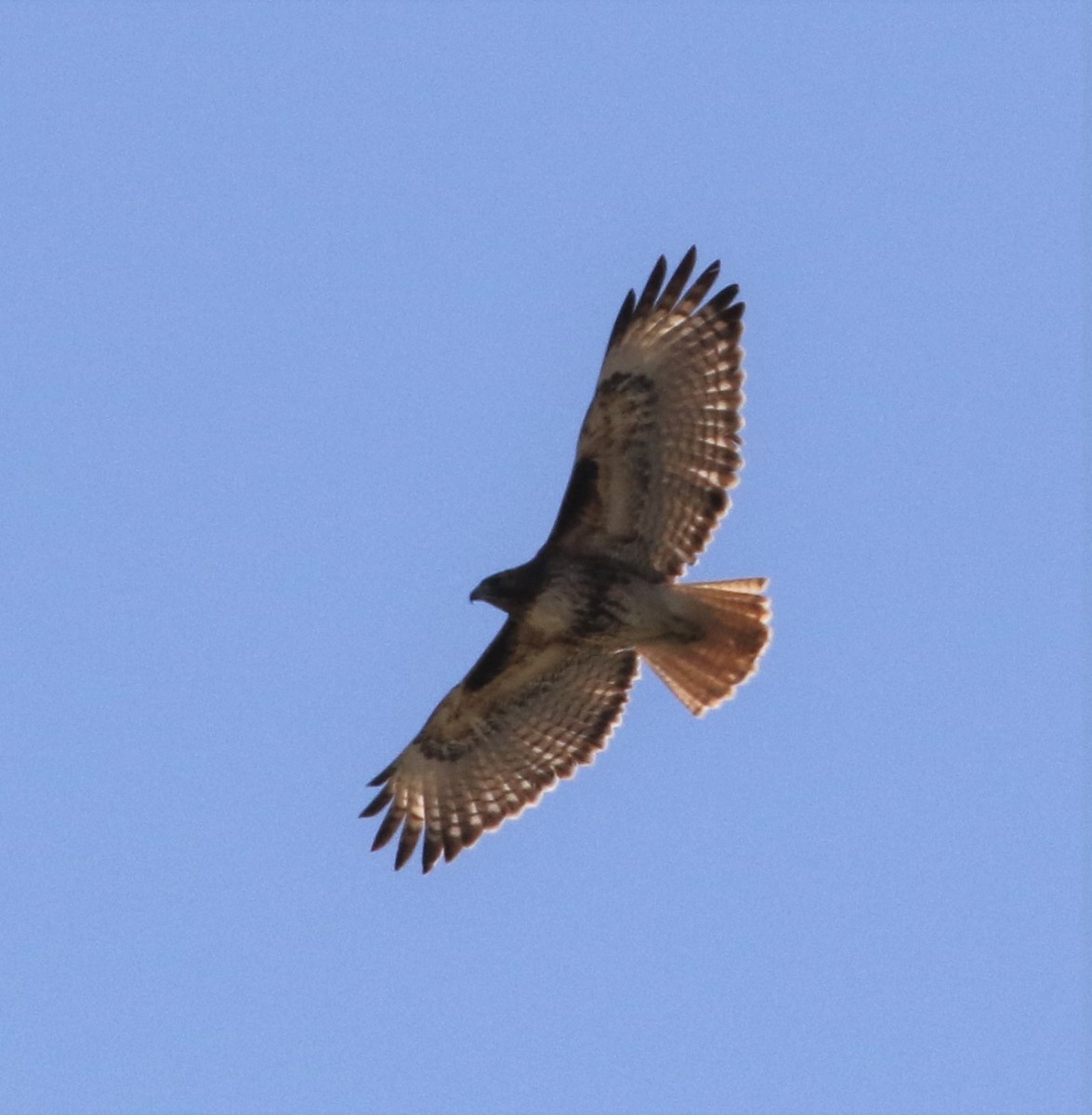Red-tailed Hawk - Mike "mlovest" Miller