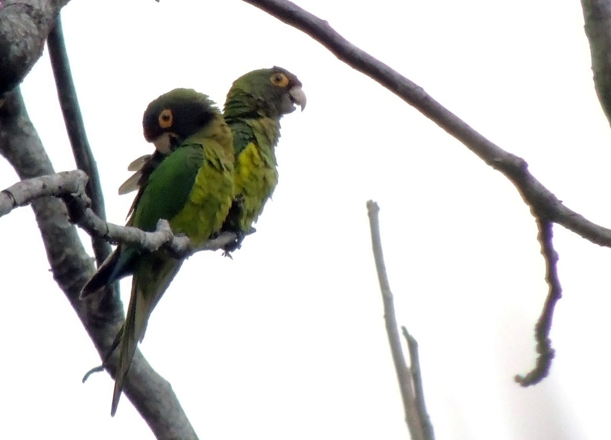 Pacific Parakeet - Pablo Chumil Birding Guatemala