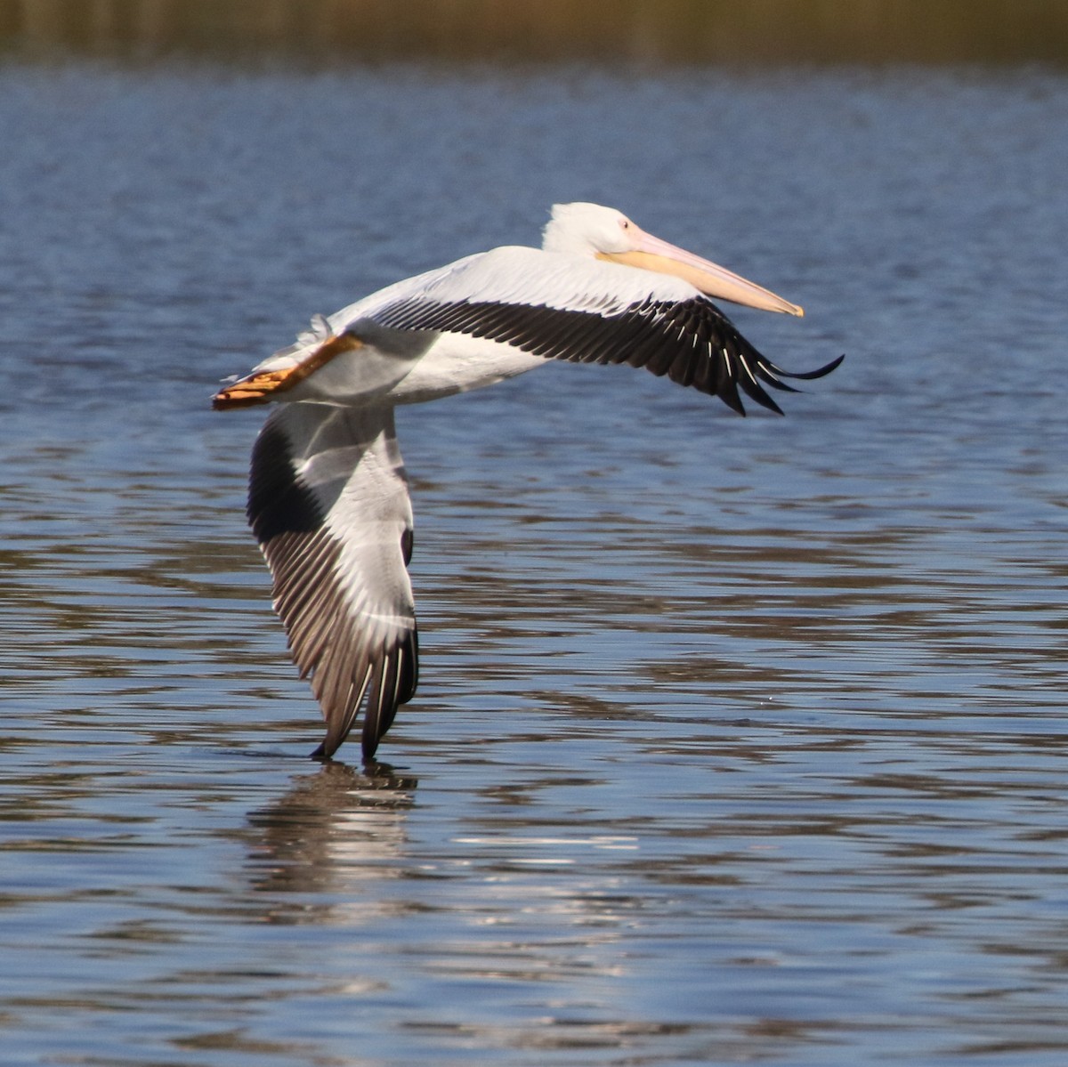 pelikán severoamerický - ML88472751
