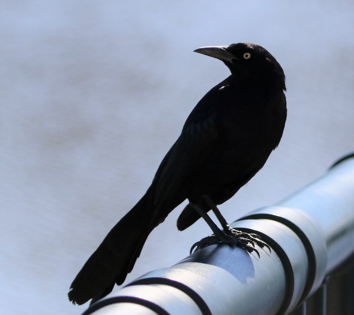 Great-tailed Grackle - ML88472861