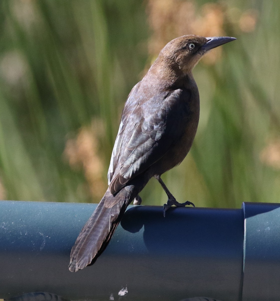 Great-tailed Grackle - ML88472871