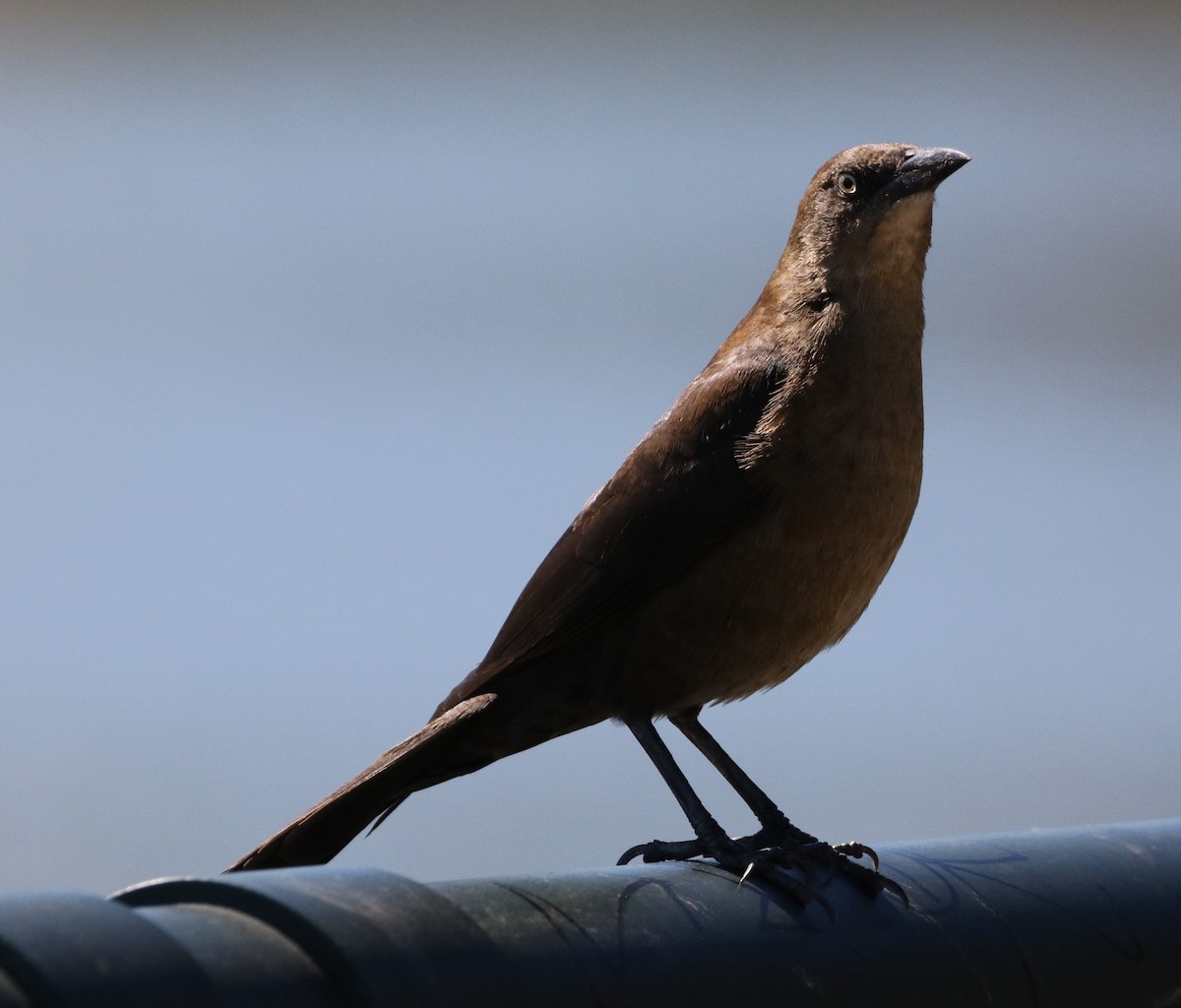 Great-tailed Grackle - ML88472881
