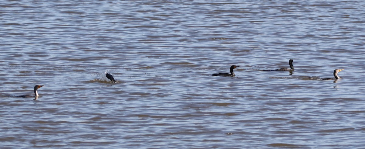 Double-crested Cormorant - ML88472971