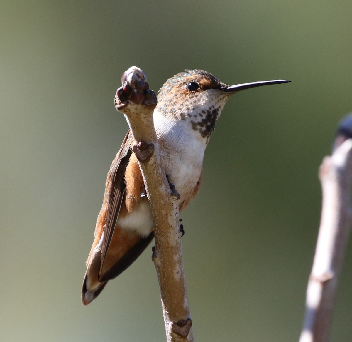 Allen's Hummingbird - ML88473581