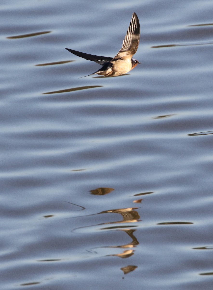 Barn Swallow - ML88475021