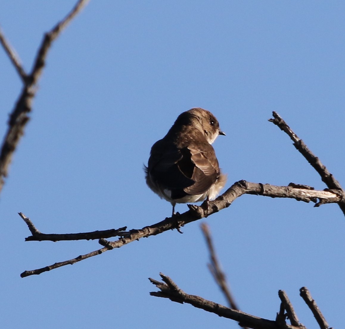 Northern Rough-winged Swallow - ML88475431