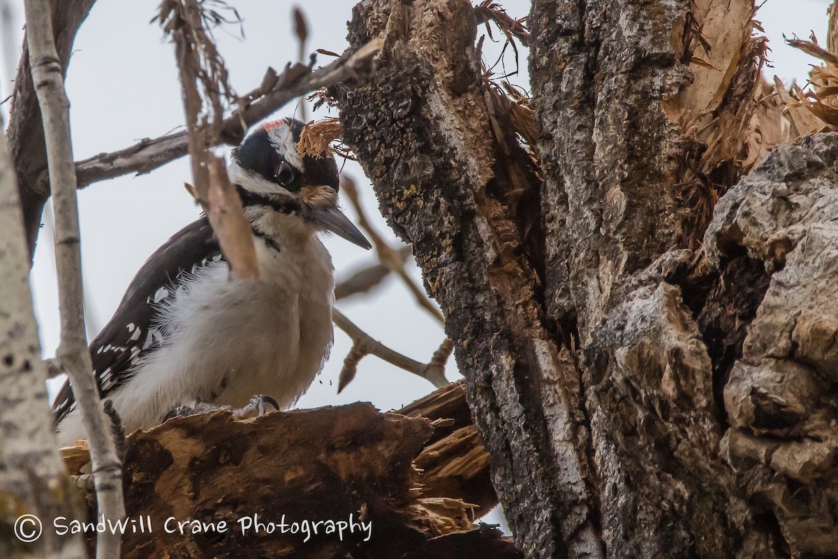 Hairy Woodpecker - Will Sebern
