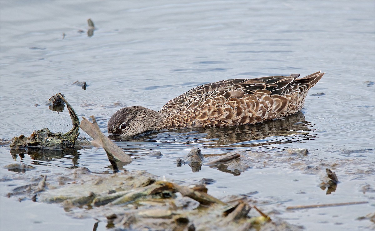 Blue-winged Teal - ML88477751