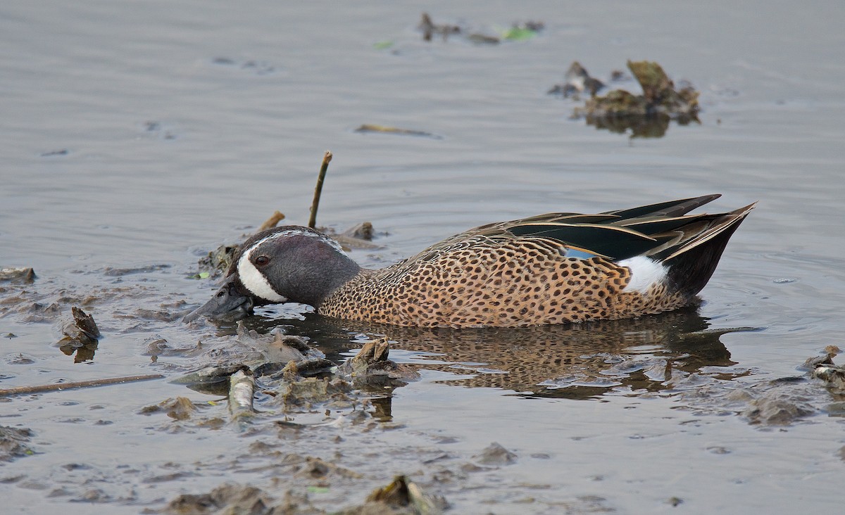 Blue-winged Teal - ML88477761
