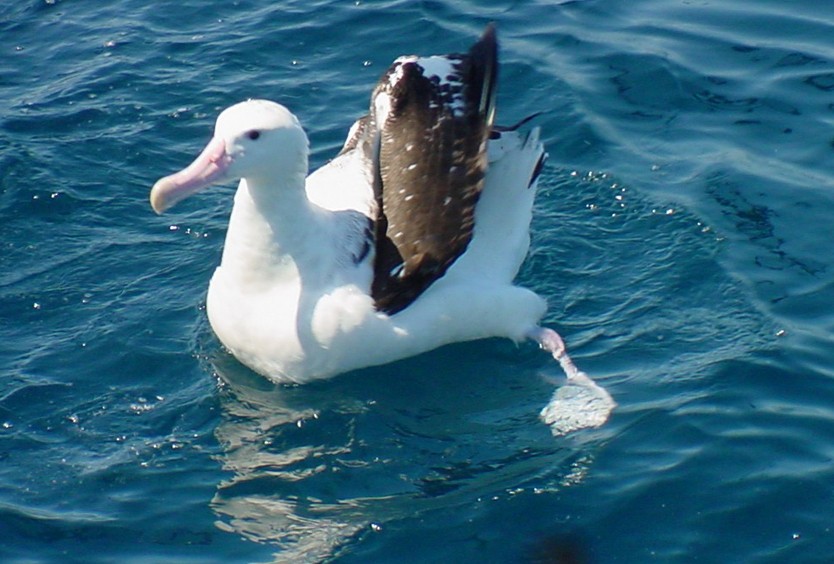 Antipodean Albatross (Gibson's) - Steve Nord