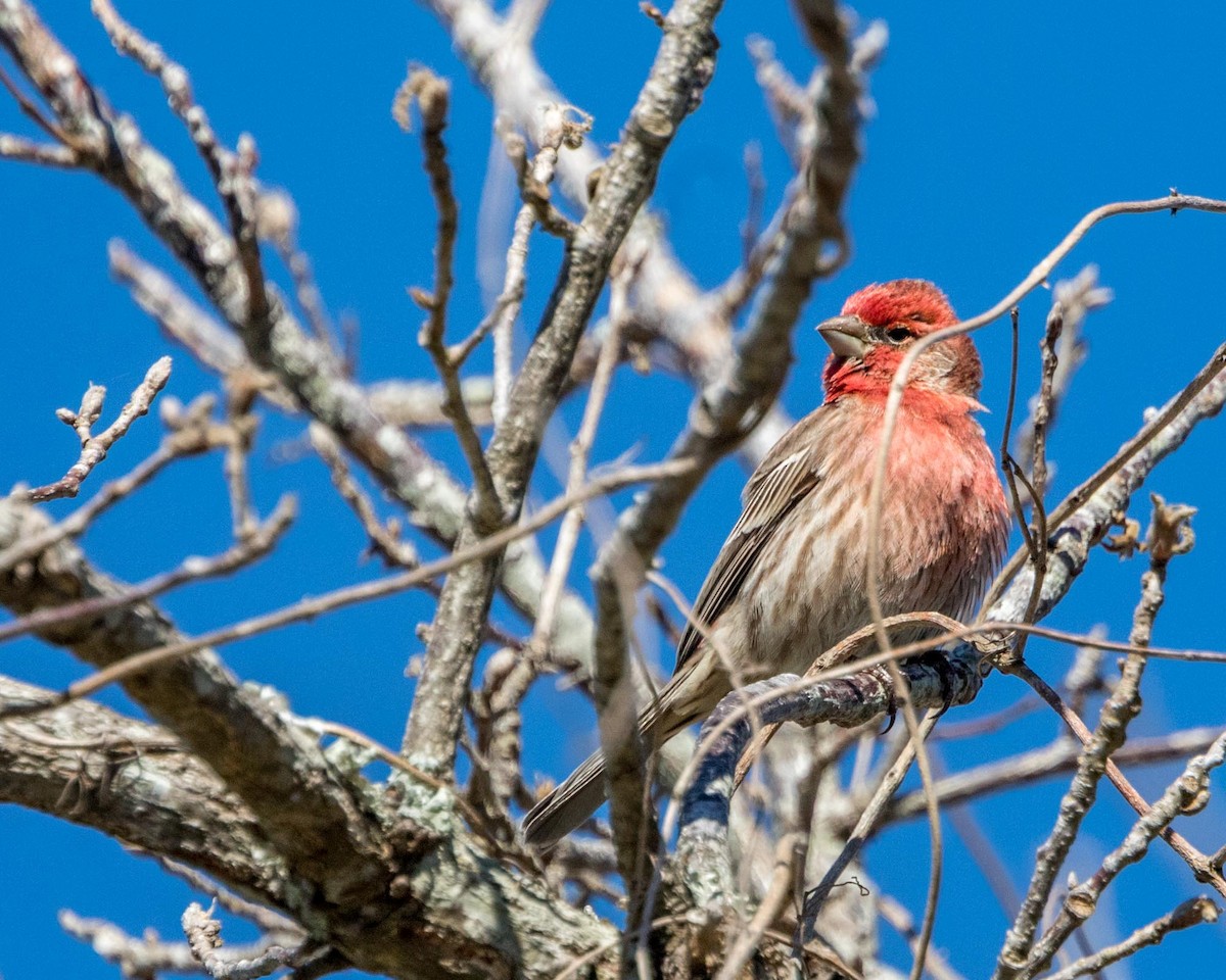 House Finch - Michael Foster