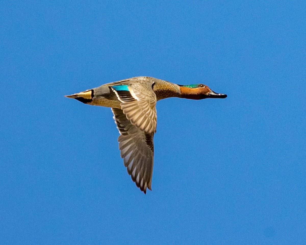 Green-winged Teal - Michael Foster