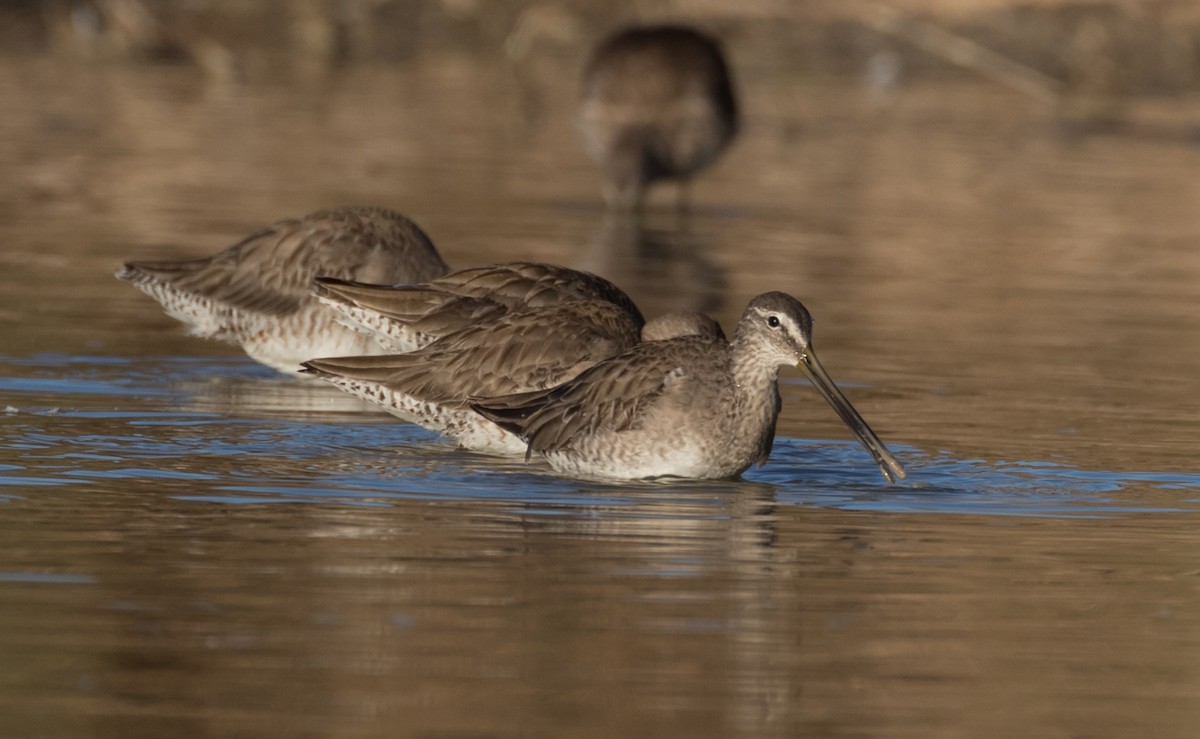 Long-billed Dowitcher - ML88483511