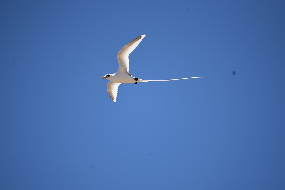 White-tailed Tropicbird - ML88484781