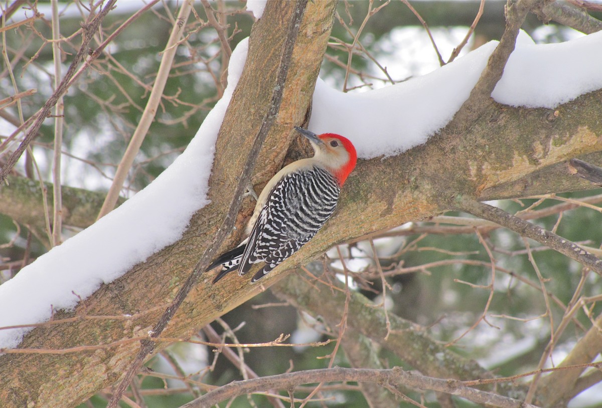 Red-bellied Woodpecker - Benjamin Murphy