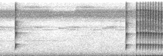 Шлемоносная чубатка - ML88486
