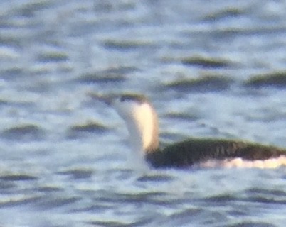 Red-throated Loon - Dick Hoopes