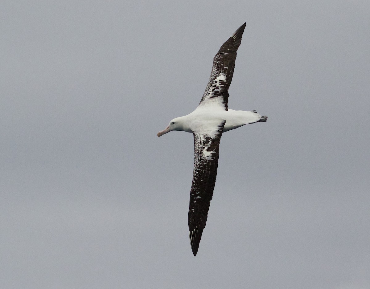 Antipodean Albatross (Gibson's) - Scott Baker