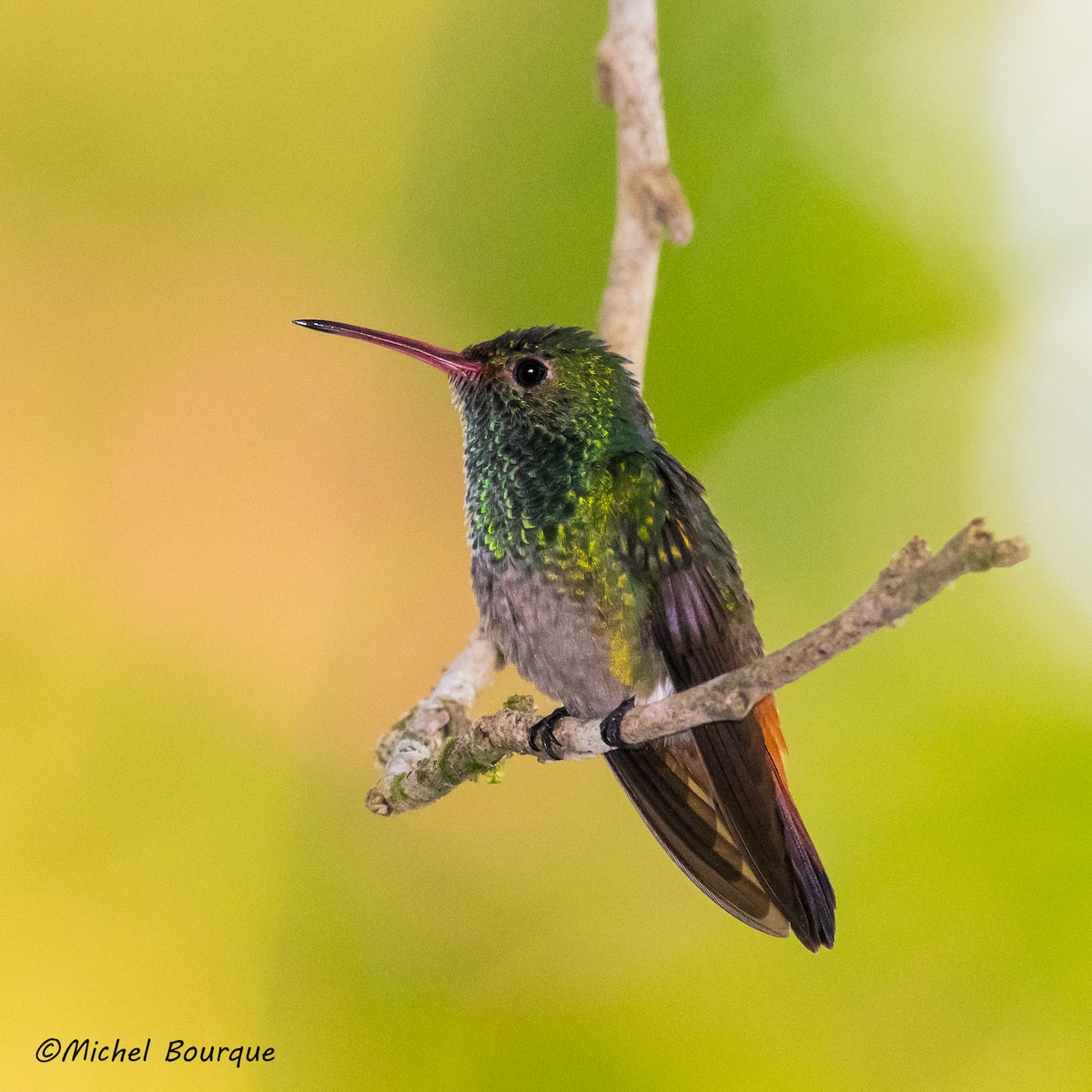 Rufous-tailed Hummingbird - Michel Bourque