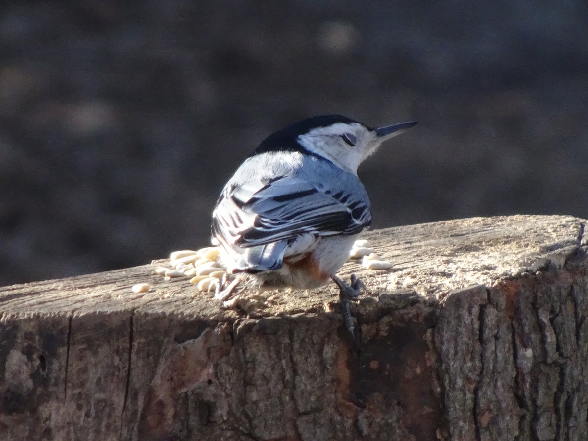 White-breasted Nuthatch - ML88487731