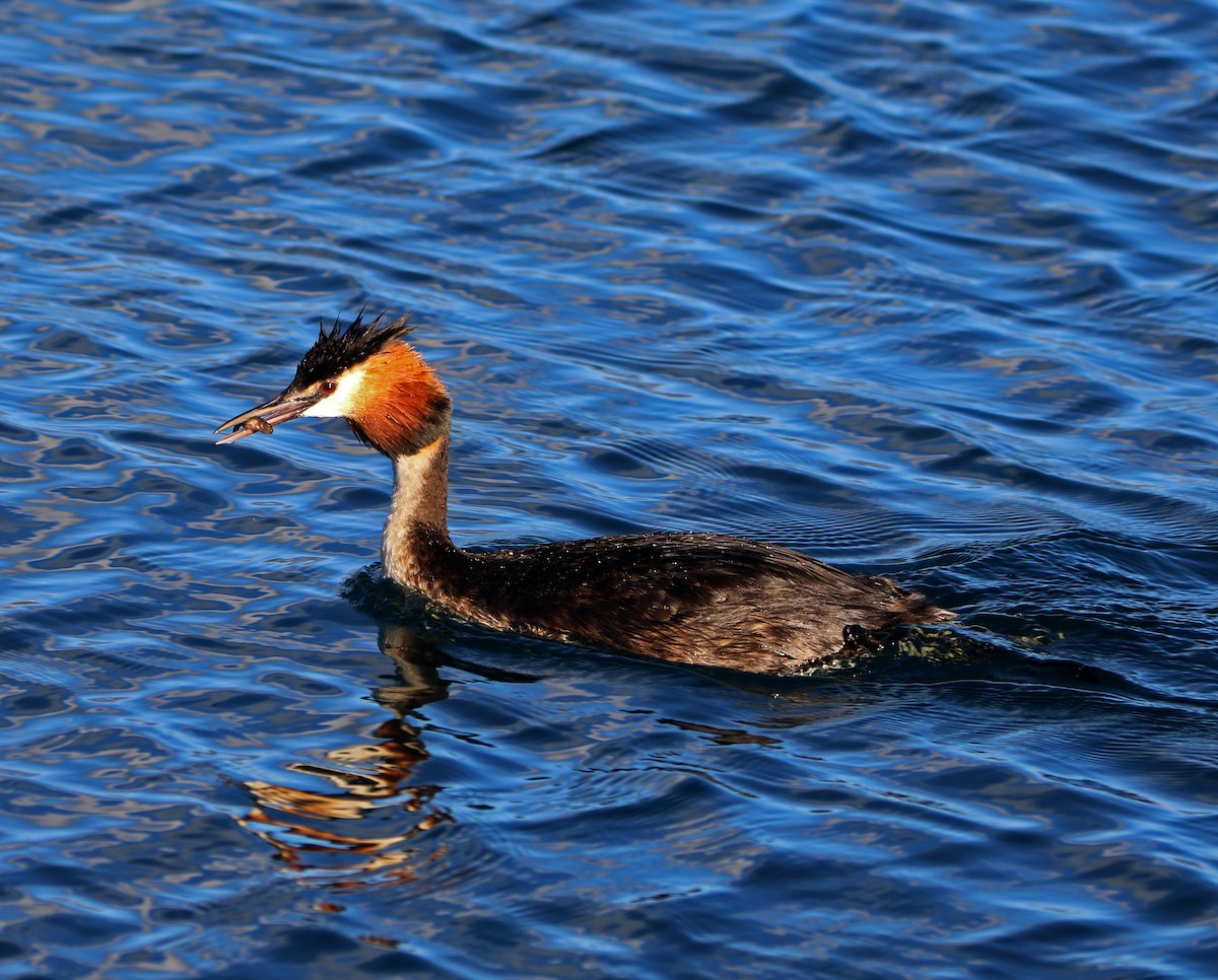 Great Crested Grebe - ML88490031