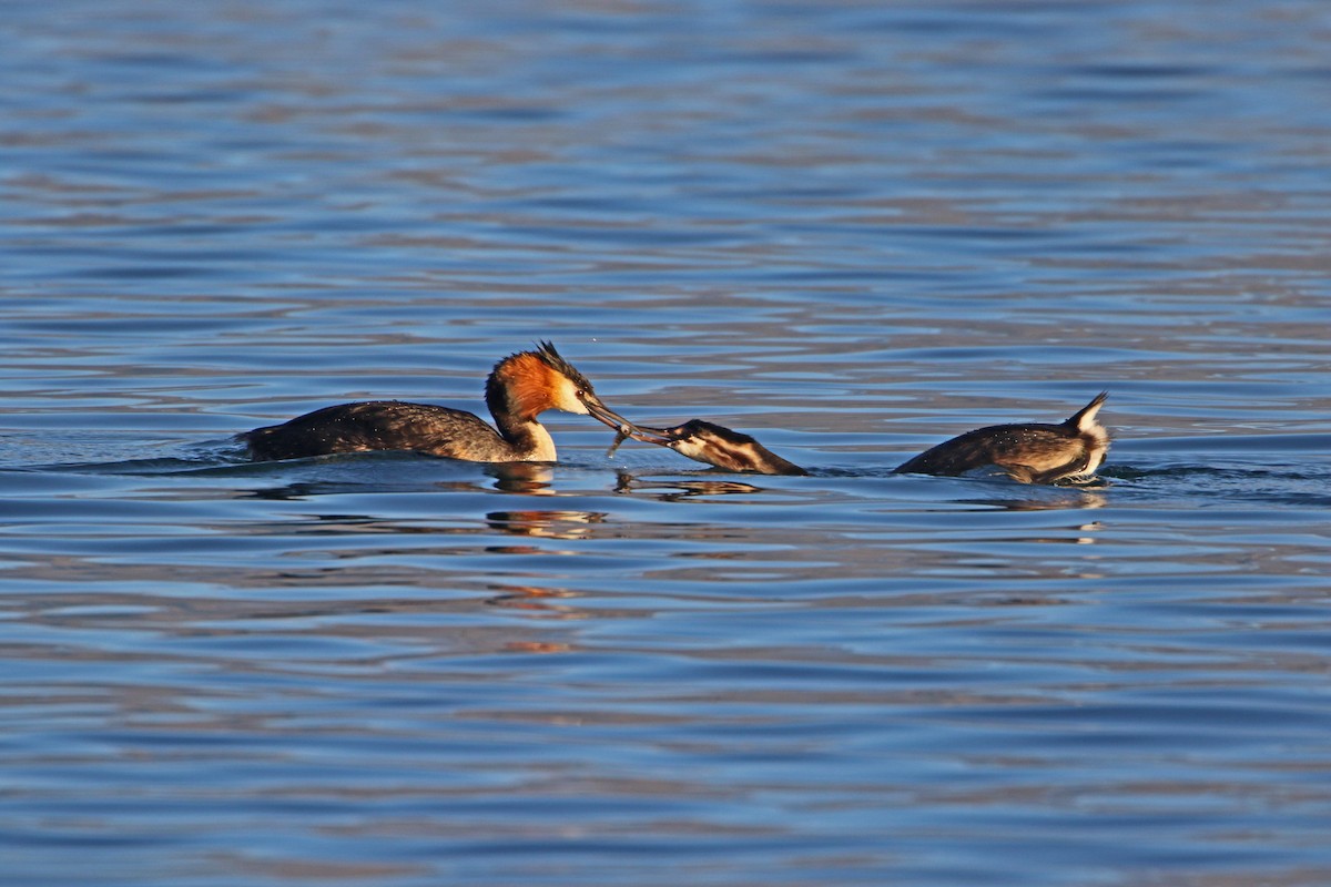 Great Crested Grebe - ML88490201