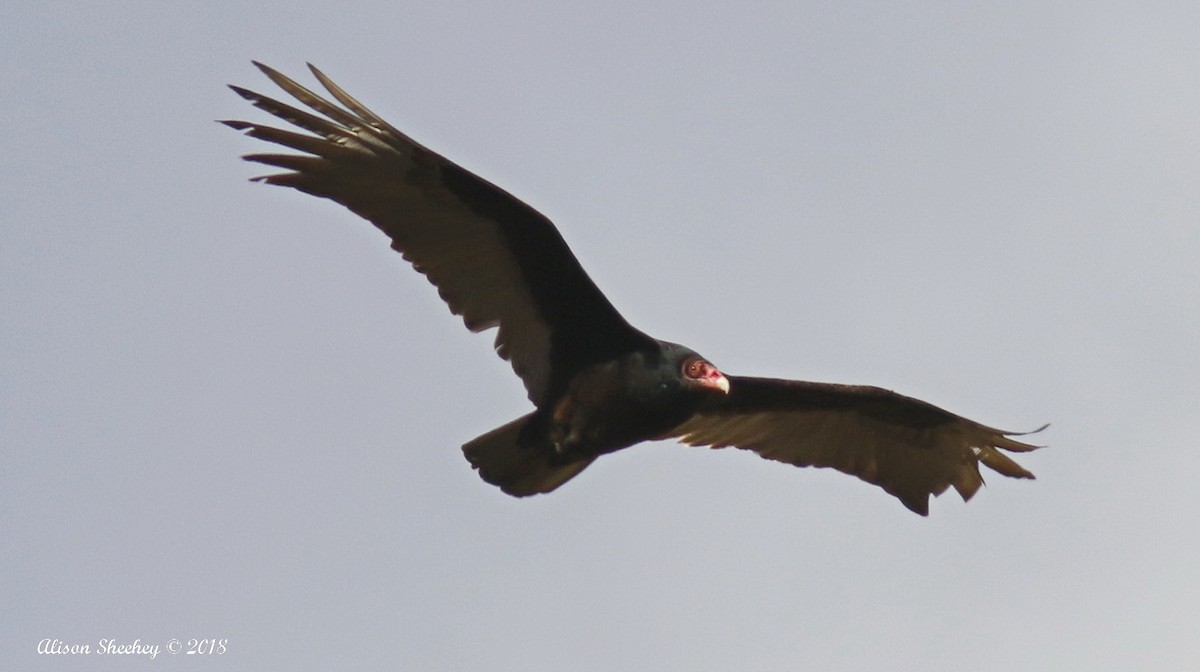 Turkey Vulture - Alison Sheehey