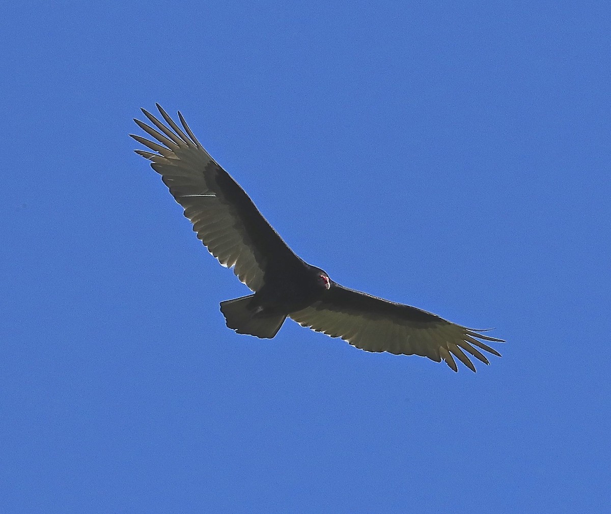 Turkey Vulture - Charles Lyon